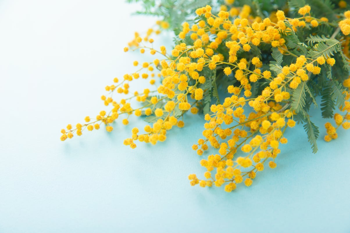 Beautiful mimosa flowers